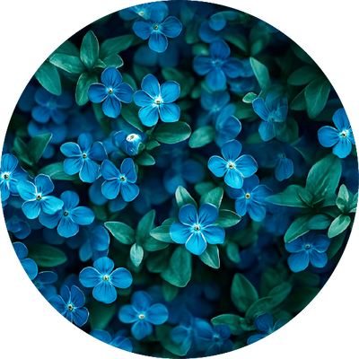The Bramble Blossoms